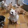 Chihuahua Chihuahua