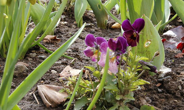 Die ersten Blumen blühen im Kurgarten