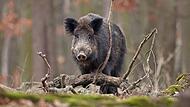 Der Wildschweinbestand muss permanent von Jägern reguliert werden.
