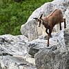 Alpentiere - Gams
