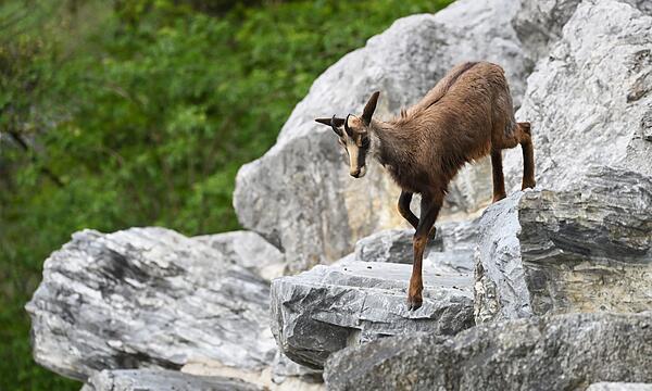 Alpentiere - Gams