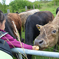 Kinder Erleben die Galloway-Rider am Schweighof in Rodach