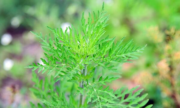 Im Garten sollte immer wieder nachgeschaut werden, ob nicht die gefürchtete Ambrosia-Pflanze aufgegangen ist.  Die Pollen gelten als besonders aggressiv und können sogar Asthma auslösen.