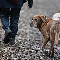 Seit diesem Jahr gelten neue Hundesteuersätze in der Gemeinde Heßdorf.
