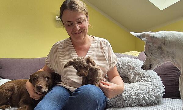 Hunde: Familie PompeTeacup-Pudel bei Familie Pompe