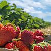 Sommer in einem Bild. Frische gepflückte Erdbeeren vom Feld schmecken einfach am Besten. Sommer in einem Bild. Frische gepflückte Erdbeeren vom Feld schmecken einfach am Besten.