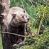 Braunbär im Wildpark