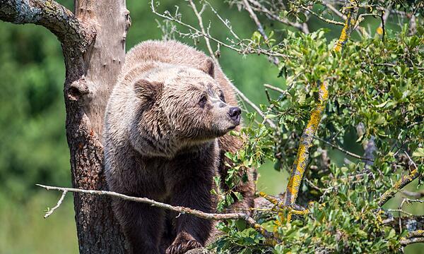 Braunbär im Wildpark