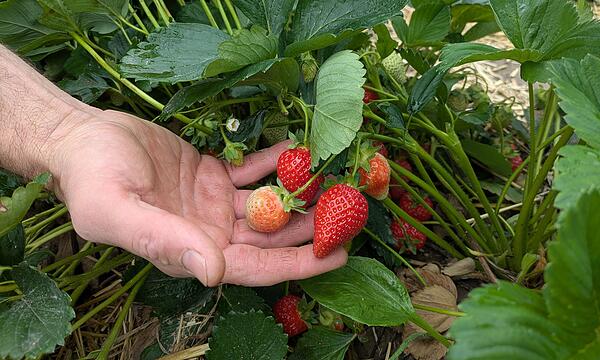 Erdbeeren Schaufler