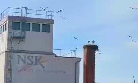 Storch-Angriff in Lautertal