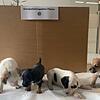 Polizei findet vier Hundewelpen in Transporter