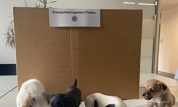 Polizei findet vier Hundewelpen in Transporter