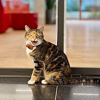 Katze in einem Raum