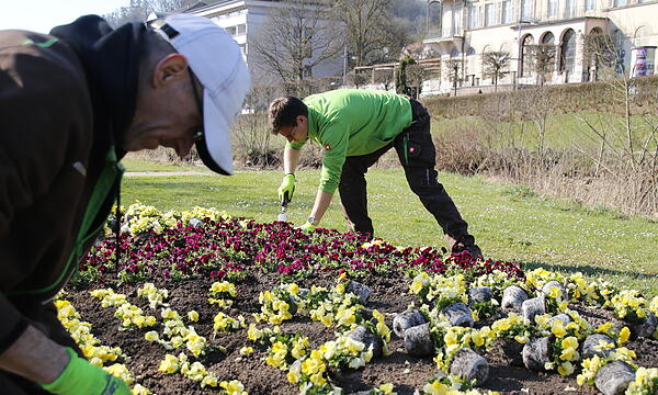 Andreas Munack und sein Team pflanzen Hornveilchen in ein Beet im Rosengarten.