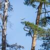 Luftbeobachter trainieren Waldbrandfrüherkennung