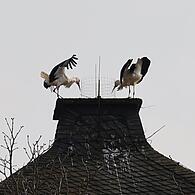 Riesen-Aufregung mit Geklappere beim Untersteinacher Storchenpaar: Der Schornstein, den Meister Adebar und seine Frau auserkoren haben, ist mit einem Gitter versehen. Das Platzangebot ist beengt.