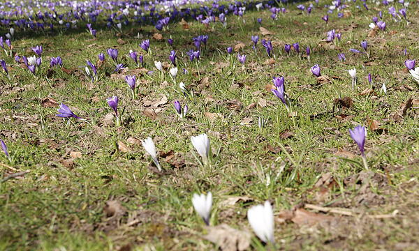 Die ersten Blumen blühen im Kurgarten