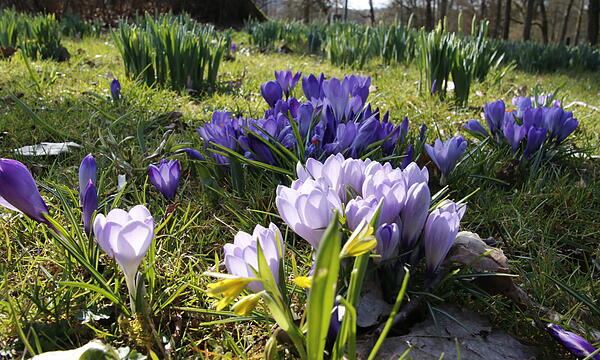 Die ersten Blumen blühen im Kurgarten