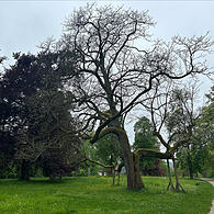 Hofgarten Coburg