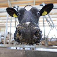 Eine Kuh steht in einem Stall. Ob im Stall oder im Labor: Tiere müssen in Deutschland immer noch oft unsägliches Leid erdulden. Tierschützer fürchten, dass die neue Koalition die Schutzstandards noch weiter senkt.