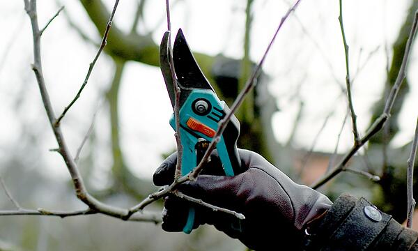 Obstbaumschnitt im Winter