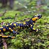 Der Feuersalamander ist auf seinen Wanderungen durch den Straßenverkehr gefährdet.