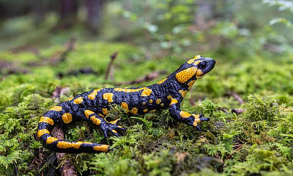 Der Feuersalamander ist auf seinen Wanderungen durch den Straßenverkehr gefährdet.