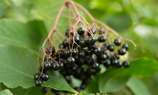 Schwarze Holunderbeeren