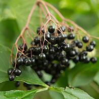 Schwarze Holunderbeeren