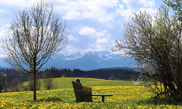 Löwenzahnblüte im Allgäuer Voralpenland