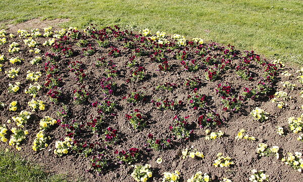 Frisch bepflanztes Beet mit „Herzmotiv“