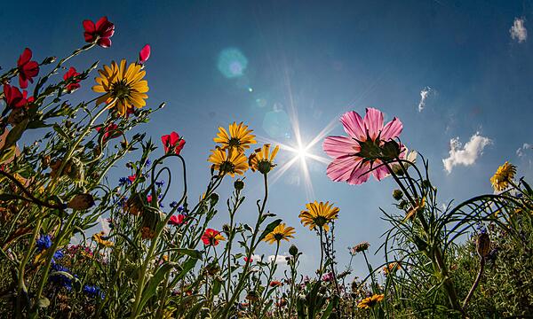 Sonne über dem Blühstreifen