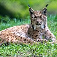 Ein Luchs