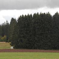 Als möglicher Standort des neuen Windparks, den eine Tochtergesellschaft der Bayerischen Staatsforsten in Zusammenarbeit mit dem Markt Pressig erstellen möchte, wird die Fläche zwischen Friedersdorf und Buchbach in Erwägung gezogen.