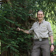 Eibe bei Bernstein am Wald900-jährige Eibe