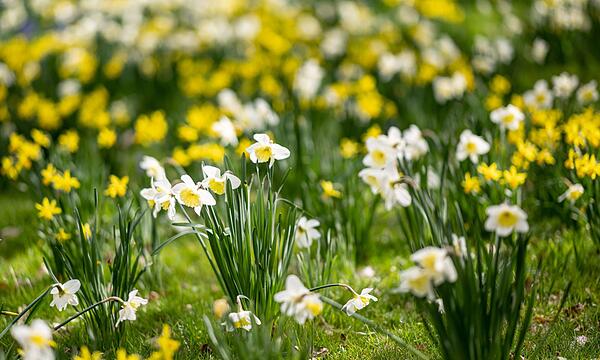 Frühling im Britzer Garten