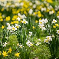 Frühling im Britzer Garten