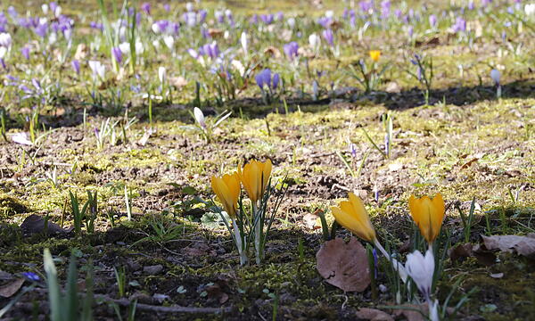 Die ersten Blumen blühen im Kurgarten
