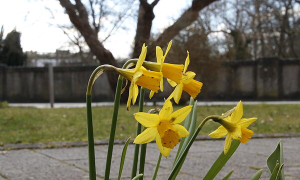 Die ersten Blumen blühen im Kurgarten