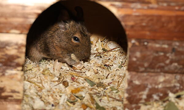 Degus Trio sucht neues Zuhause
