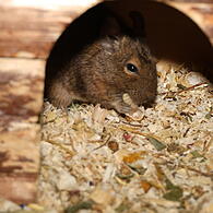 Degus Trio sucht neues Zuhause