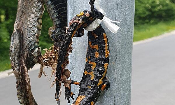Der LBV distanziert sich von diesem grausamen Umgang mit einem Salamander und einer Ringelnatter.