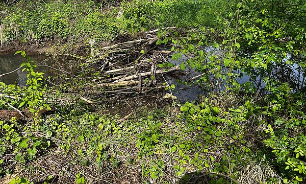 Biber bauen Damm und überfluten Kneipp-Becken in Coburg