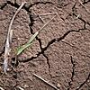 Trockenheit in der Landwirtschaft