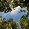 Waldzustandsbericht