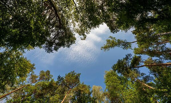 Waldzustandsbericht