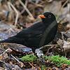 Amsel