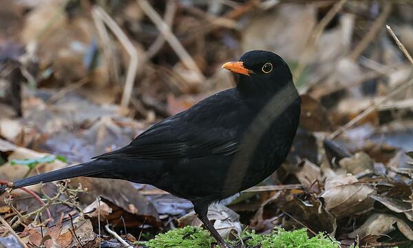 Amsel