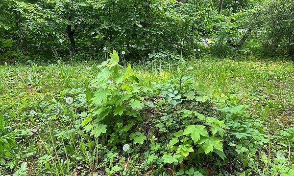 Der neue Contakt-Garten in Coburg soll Lust auf Umwelt- und Naturschutz machen.