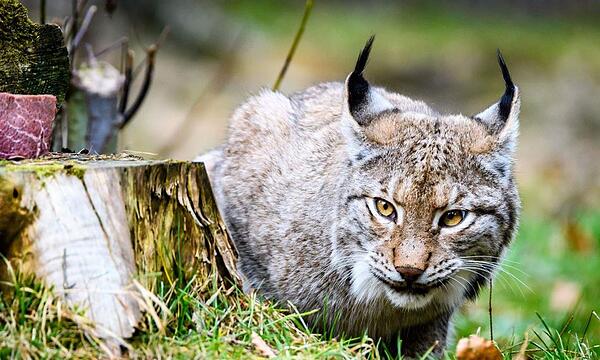 Auch Luchse sind im Wildpark Hundshaupten daheim.